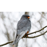 گونه شاهین پاسرخ Red-footed Falcon